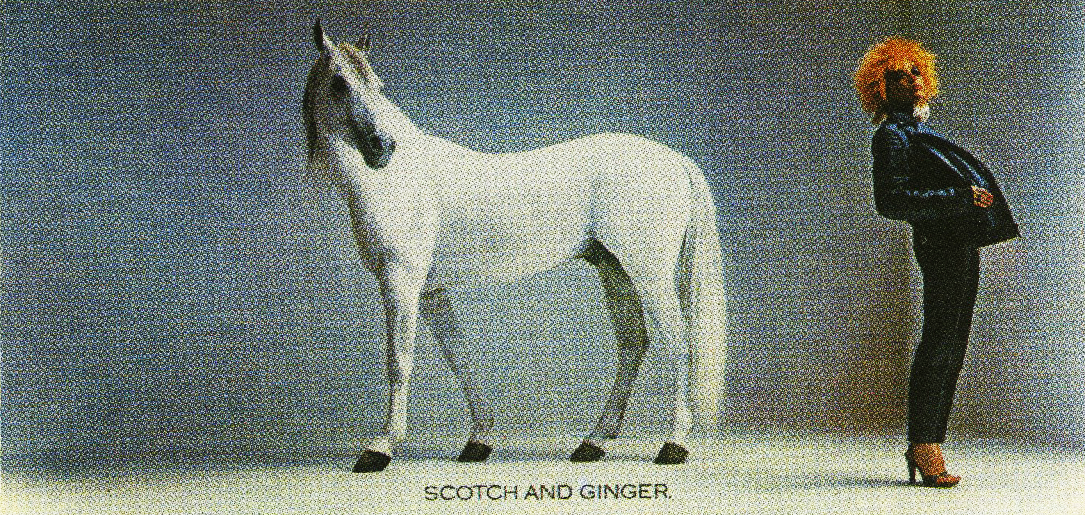 white-horse-ginger*