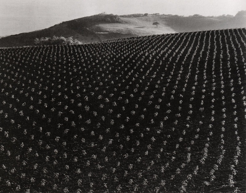 'Plant Field' Edward Weston.jpeg